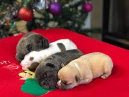 Don't miss what's happening in your neighborhood. Alabama Frenchies Alabama Frenchies Quality French Bulldogs