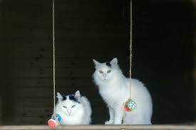 Get free disney cat movies list now and use disney cat movies list immediately to get % off or $ off or free shipping. 80 Cute Cat Names Inspired By Disney Characters You Ll Go Crazy About Cat Appy