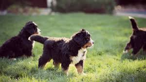 It's true that bernese mountain dogs are wonderful with children. Bernese Mountain Dog Puppies Morgan Oliver Allen Youtube