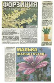 Forziciya Malva Rasteniya