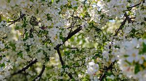 Its branches often droop right to the ground which it is an. Dogwood Blossoms Album On Imgur