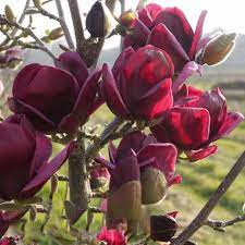 Egrow 10pcs Bag Magnolia Seeds Deep Purple Black Magnolia Yulan Tree Flower Tulip Tree Seeds Magnolia Tree Types Magnolia Tree Landscaping Magnolia Flower