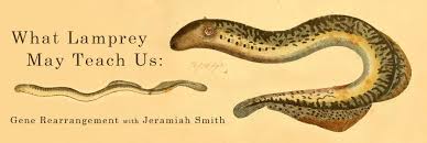 What Lampreys May Teach Us I Definitely Want To Read This Article Genome Sequencing Lamprey Teaching