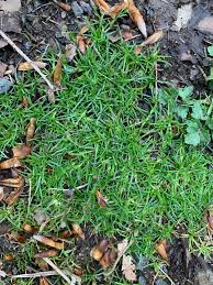 Image result for Sagina abyssinica