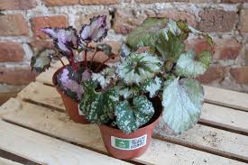 Image result for Begonia ciliobracteata