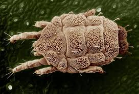 When mold mites cluster in a single area, they create brown discolorations. How To Get Rid Of Mold Mites Naturally Getridofallthings Com