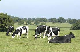 Did You Know In The Uk Around 95 Per Cent Of Dairy Cows Are The Black And White Holstein Breed Other Breeds Include T Cow Pictures Animals Animals Beautiful