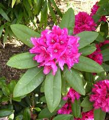 Rhododendron Beware Rhododendron Healing Flowers Flower Images