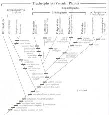Image result for Lastreopsis currorii
