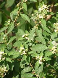 Image result for Lippia javanica