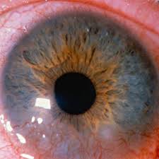 Image result for Blepharis sol