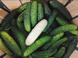 Bawang putih lanang juga dapat menjadi ekspetoran atau pencair dahak, cocok digunakan untuk anda yang. Penampakan Timun Albino Wujudnya Mirip Lobak Okezone Lifestyle