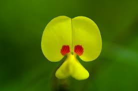 Image result for Smithia