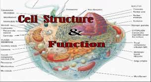 Animal cell structure and function quiz. Cell Structure And Function Quiz How Well Do You Know About Cell Structure Function Quiz Accurate Personality Test Trivia Ultimate Game Questions Answers Quizzcreator Com