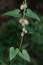 Image result for Polystachya pamelae