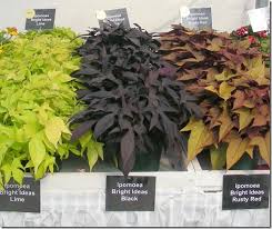 Jun 25, 2013 · *to make 3 cups gf flour: Ipomoea Bright Ideas Black 5 Pot Hanging Basket Hello Hello Plants Garden Supplies