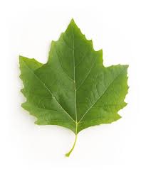 Leaf spot diseases weaken trees and shrubs by interrupting photosynthesis. How To Identify Trees With Maple Like Leaves Sycamore Leaf Leaves Tree Bark Identification