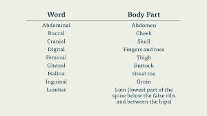 Learn Medical Terminology And Human Anatomy