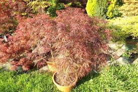 We did not find results for: Acer Palmatum Dissectum Baldsmith