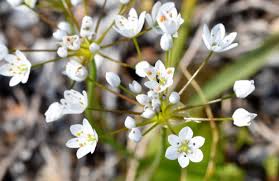 Image result for Cyrtanthus welwitschii