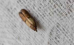In case of delicate clothing, you could use steam treatment to get rid of bed bugs. What Are Clothes Moths And How Do I Get Rid Of Them Xterminate
