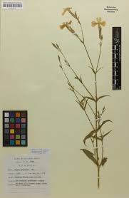 Image result for Silene bellidioides