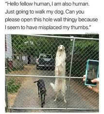 Hello Fellow Human Funny Animal Memes Silly Animals Funny Dog Memes