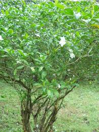 Image result for Tabernaemontana