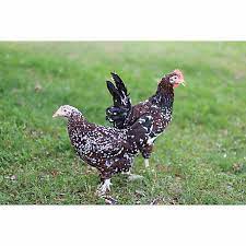 Maybe you would like to learn more about one of these? Hoover S Hatchery Speckled Sussex Chickens 10 Count Baby Chicks Ss At Tractor Supply Co