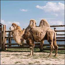 A camel's long, thin legs have powerful muscles which allow the animal to carry loads over long distances. Weight Of Camel What Things Weigh