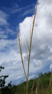 Image result for Trachypogon spicatus