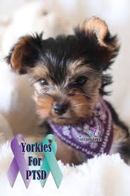 While their adorable appearance and classification as a toy breed may throw you off, yorkies were originally bred as rodent hunters (ratters). Pin On Hello