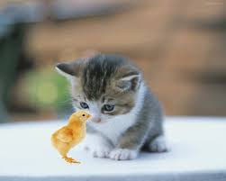 We did not find results for: Dp Bbm Kucing Lucu Bergerak Cute Animals Cute Baby Cats Cute Baby Animals