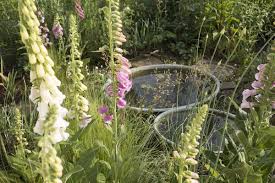 Am Teich Der Lotusbluten Pflanzen Lotus Teich