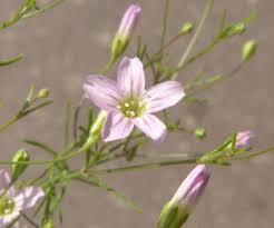 Image result for Caryophyllaceae