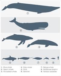 Whales Size Comparison Comparisons