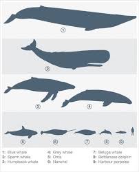 whales size comparison comparisons