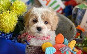 New users enjoy 60% off. Puppies Cavachons By Design