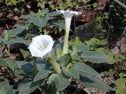 Image result for Datura