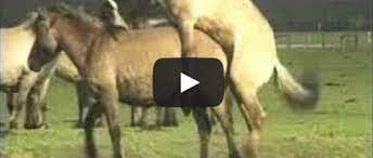 Paarungsverhalten und Geburt bei den Dülmener Pferden | Kuriose Tierwelt