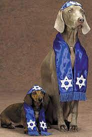 Dog Jewish Best Dog Costumes Pet Holiday Pet Costumes