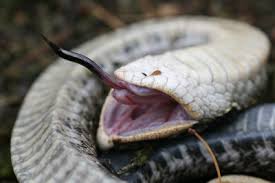 However, blocking some types of cookies may impact your. Eastern Hog Nosed Snake Upper Thames River Conservation Authority