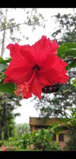 Hibiscus Flower Interesting Science Facts Science Facts This Or That Questions
