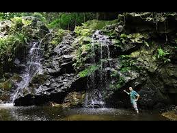 Image result for Rhodopentas bussei