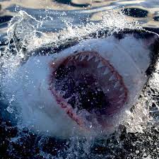 When is shark week this year 2021. The Latest Shark Week News On Discovery Discovery