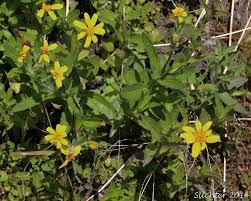 Image result for Aspilia pluriseta