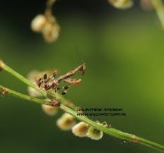 Galinthias Amoena Modliszka Dla Konesera 6619280183 Oficjalne Archiwum Allegro List of mantis genera and species. galinthias amoena modliszka dla konesera