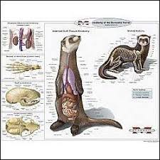 Cornell Univeristy Ferret Anatomy Pet Ferret Ferret