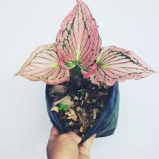 Jual Zplant Keladi Wayang Atau Keladi Batik Merah Muda Tanaman Hias Online Oktober 2020 Blibli Com