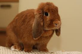I am taking a break from breeding holland lops but will return to breeding them in the future. Holland Lop Zooplus Magazine